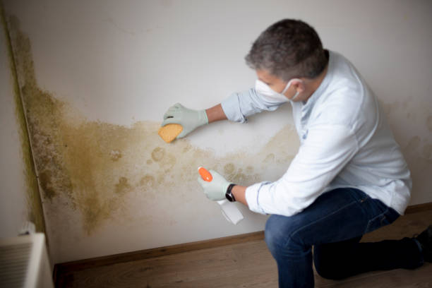 Best Post-Construction Mold Inspection  in East Rockaway, NY